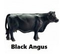 Блэк Ангус Блэк Ангус